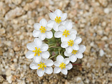 Pygmy Poppy, Canbya candida.jpg