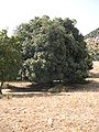 Ballut Quercus ilex