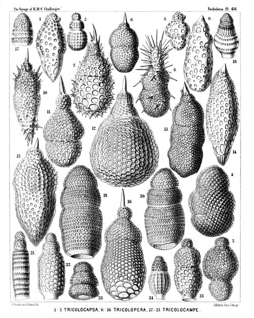 Plate 66.