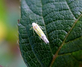 Ribautiana tenerrima