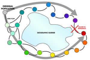 In a ring species, individuals are able to successfully reproduce (exchange genes) with members of their own species in adjacent populations occupying a suitable habitat around a geographic barrier. Individuals at the ends of the cline are unable to reproduce when they come into contact. Ring Species (gene flow around a barrier).png