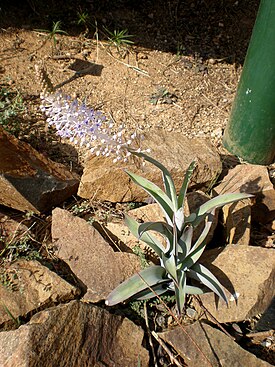 Jättisinililja (Scilla latifolia)