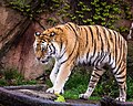 Siberian Tiger Lincoln Park Zoo (17562834949).jpg