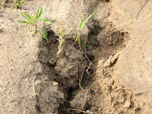 Soil Erosion With Roots