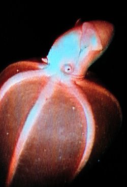  Stauroteuthis syrtensis