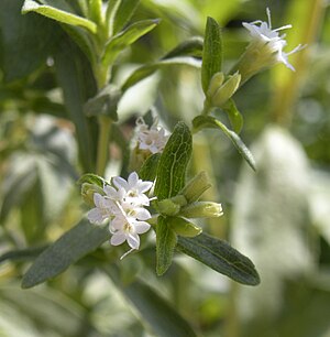 English: Stevia rebaudiana flowers