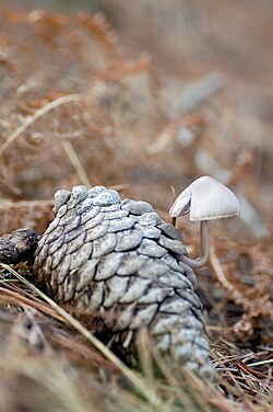 Valgomasis tampriukas (Strobilurus esculentus)