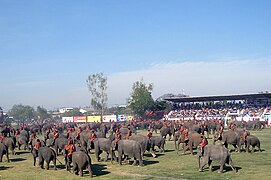 Surin Elephant Round-up Show 2009, Thailand