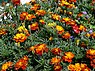 Afrikaantje (Tagetes)