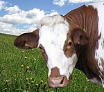 photo couleur d'une tête de vache blanche à taches rouges dur les yeux, le nez et le cou. Elle ne porte pas de cornes et son front a des poils bouclés.