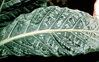 A tobacco plant infected with the tobacco mosaic virus Tobacco mosaic virus symptoms tobacco.jpg