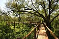 Promenade dans la canopée