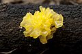 Tremella iduensis