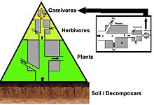A three layer trophic pyramid linked to the biomass and energy flow concepts. TrophicEnergy.jpg