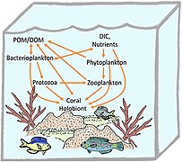 Holobionte corallien[54].