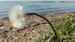 Modnet blomst