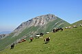 チンドキ山麓で草を食む馬