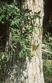 Ulmus crassifolia (USDA).jpg