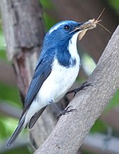 Predators, such as this ultramarine flycatcher (Ficedula superciliaris), feed on other animals. Ultramarine Flycatcher (Ficedula superciliaris) Naggar, Himachal Pradesh, 2013 (cropped).JPG