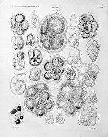 Foraminifera