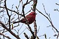 Carpodacus vinaceus