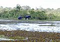 Elefanten im Nationalpark Way Kambas