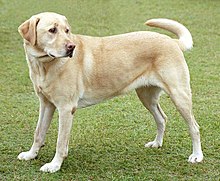 Yellow Lab Retriever