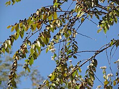 ಚೂರಿಮುಳ್ಳು ಹಣ್ಣು