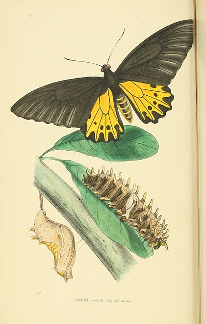 Plate 98.