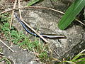 Plestiodon elegans – in Japan auf den Senkaku-Inseln verbreitet