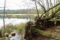 Meeuwenveen (boswachterij Gieten-Borger)