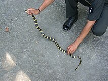 Banded krait, India