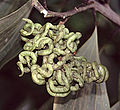 gousses immature d’Acacia mangium (dans une plantation du centre de Sumatra)