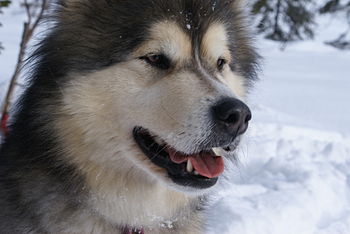 English: Alaskan Malamute "Inu" in N...