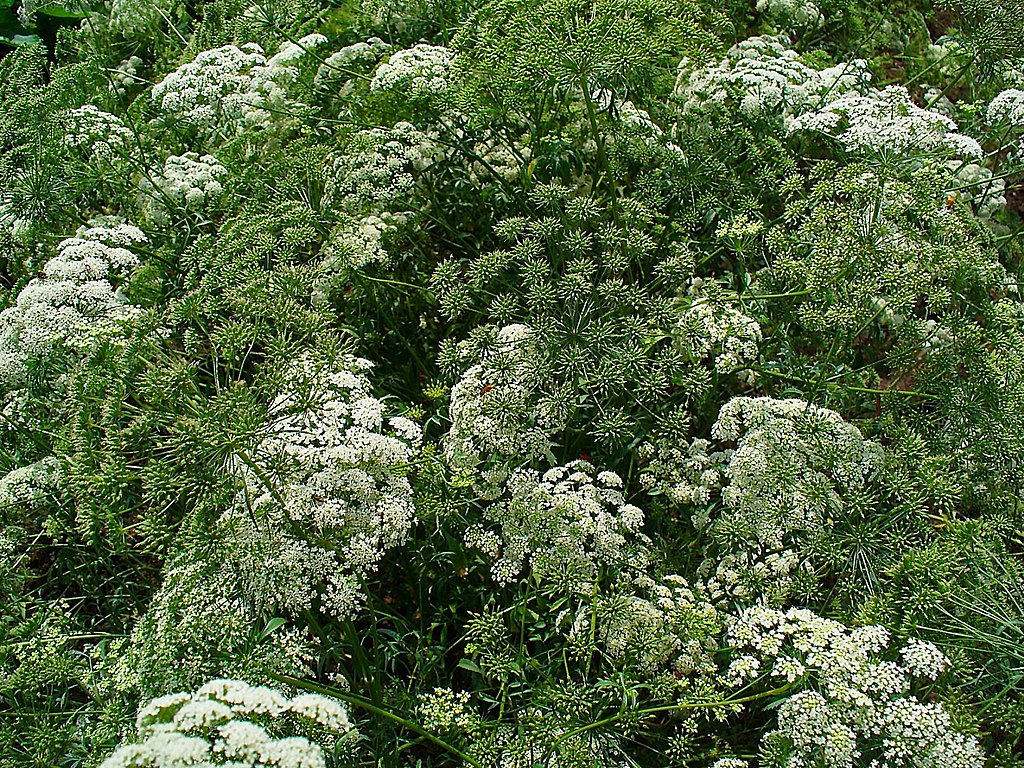 New Naturalism - Ammi majus