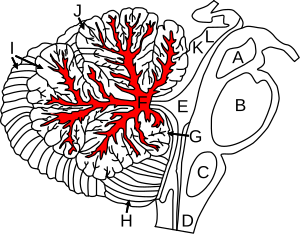 Arbor Vitae in the Human Cerebellum.svg