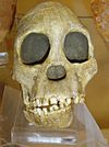 Australopithecus africanus.jpg