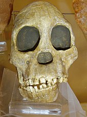 Fossil of the Taung child discovered in South Africa in 1924 Australopithecus africanus.jpg