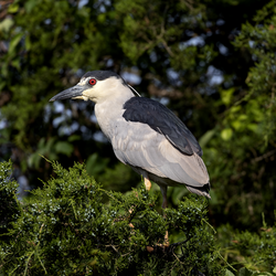 A Black-Crowned Night-Heron in a Cedar tree in Cape May County, NJ.