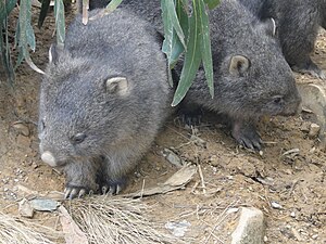 English: Baby wombats at Mole Creek, Tasmania,...
