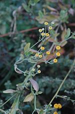 Miniatura para Tanacetum balsamita