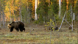 Bear Finland.png