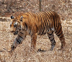 Western Ghats has the largest tiger population outside Sunderbans