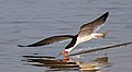 Image 5 Black skimmer Photograph credit: Charles James Sharp The black skimmer (Rynchops niger) is a tern-like bird in the gull family Laridae, breeding in North and South America. Skimmers have the lower mandible (jawbone) and bill longer than the upper ones, which allows them to fly low over the water surface, skimming the water for small fish, insects, crustaceans and molluscs. This black skimmer was photographed fishing while in flight over the Rio Negro in the Pantanal, an area of tropical wetland in southwestern Brazil. More selected pictures