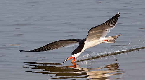 Black skimmer Rynchops niger Brazil