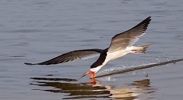Black skimmer (Rynchops niger) in flight (created and nominated by Charlesjsharp)