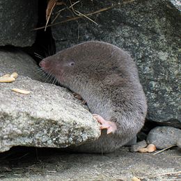 Rövidfarkú cickány (Blarina brevicauda)