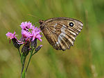 Minois dryas – Flügelunterseite