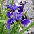 Blue flag iris