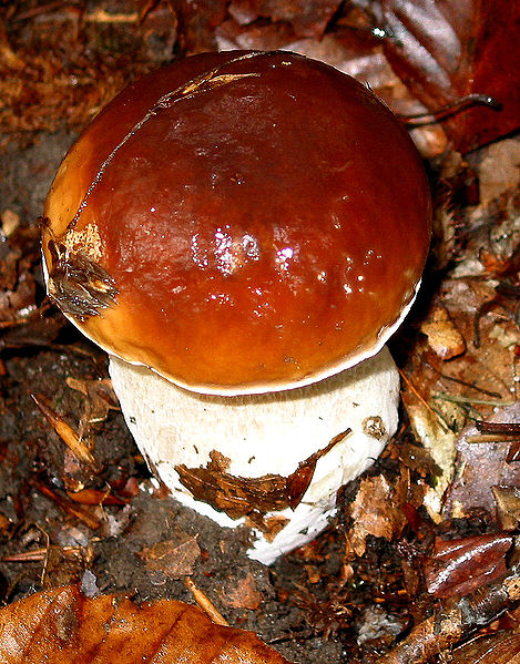 Fichier:Boletus edulis JPG3.jpg